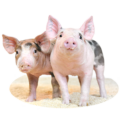 pigsPIC-300